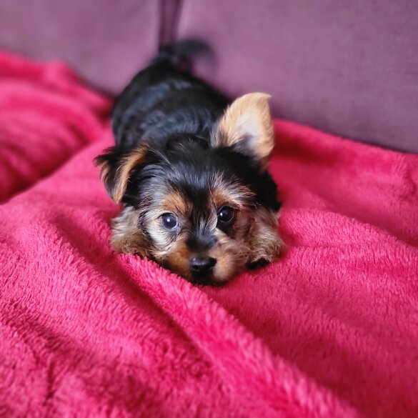 Yorkshire Terrier - Dogs