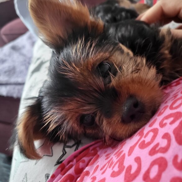 Yorkshire Terrier - Dogs