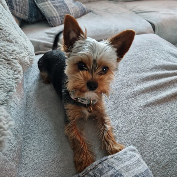 Yorkshire Terrier