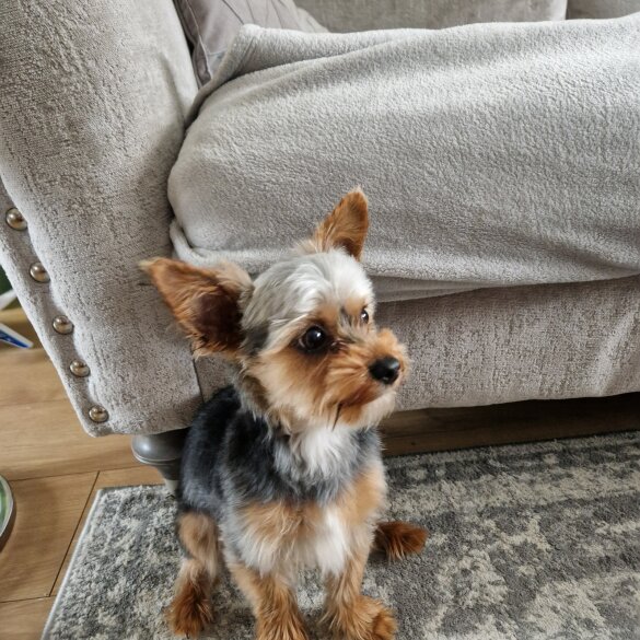 Yorkshire Terrier