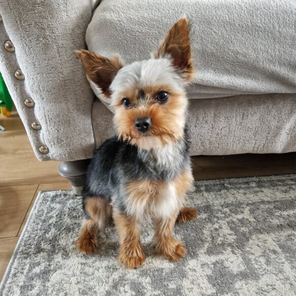 Yorkshire Terrier