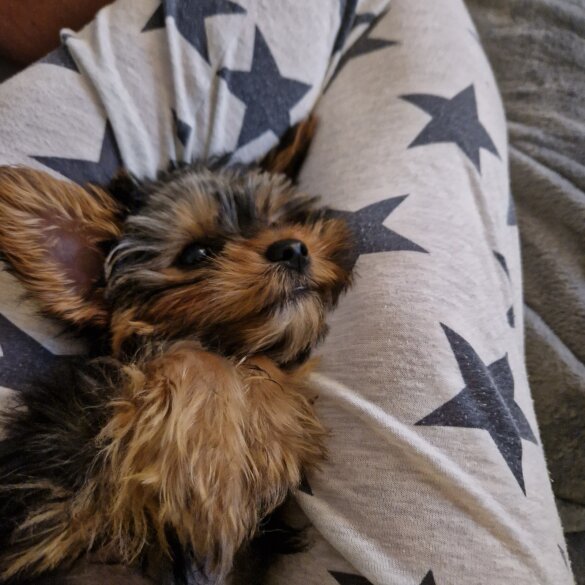 Yorkshire Terrier