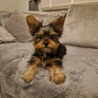 Yorkshire Terrier