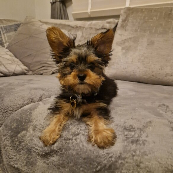 Yorkshire Terrier