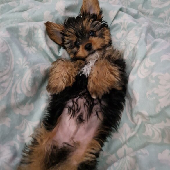 Yorkshire Terrier