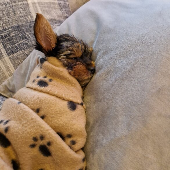 Yorkshire Terrier