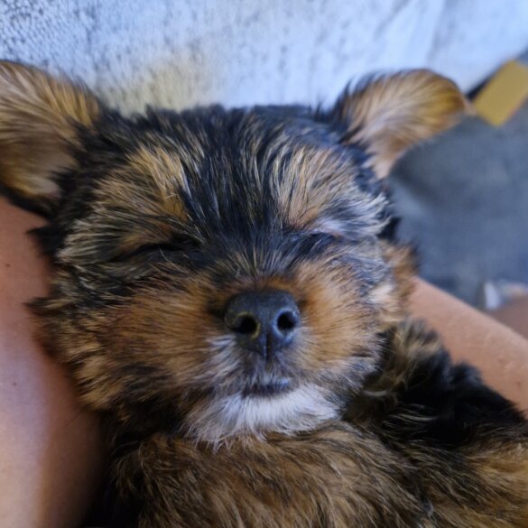 Yorkshire Terrier