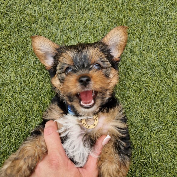 Yorkshire Terrier