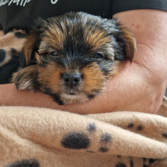 Yorkshire Terrier