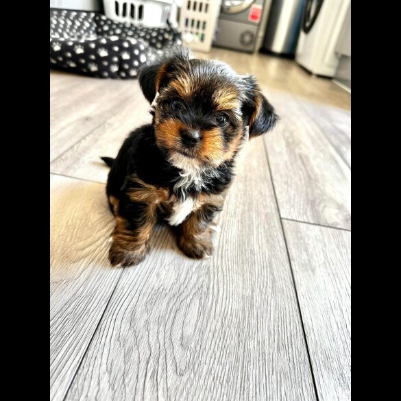 Yorkshire Terrier