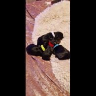Yorkshire Terrier - Dogs