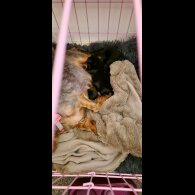 Yorkshire Terrier - Dogs