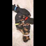Yorkshire Terrier - Dogs