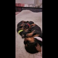 Yorkshire Terrier - Dogs