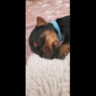 Yorkshire Terrier - Dogs