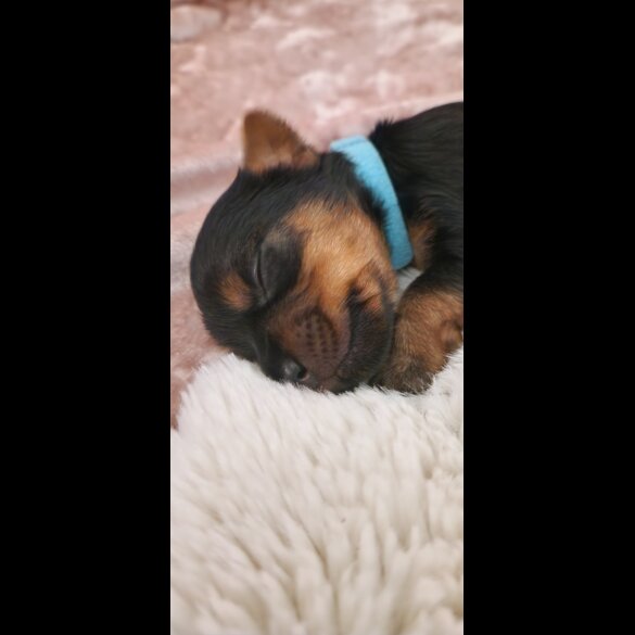 Yorkshire Terrier - Dogs