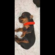 Yorkshire Terrier - Dogs