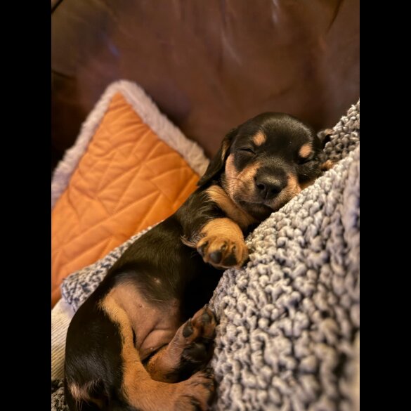 Dachshund (Standard &amp; Miniature) - Bitches