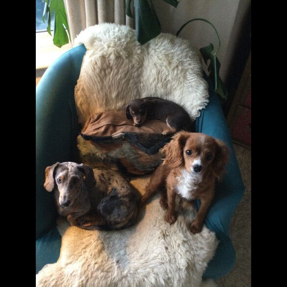 Dachshund (Standard &amp; Miniature) - Bitches