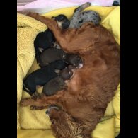 Dachshund (Standard &amp; Miniature) - Bitches