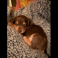 Dachshund (Standard &amp; Miniature) - Bitches