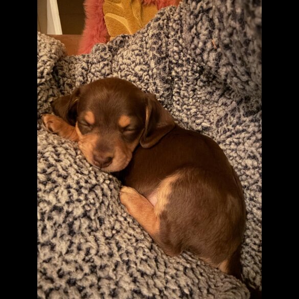 Dachshund (Standard &amp; Miniature) - Bitches