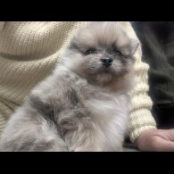 Pomeranian - Dogs