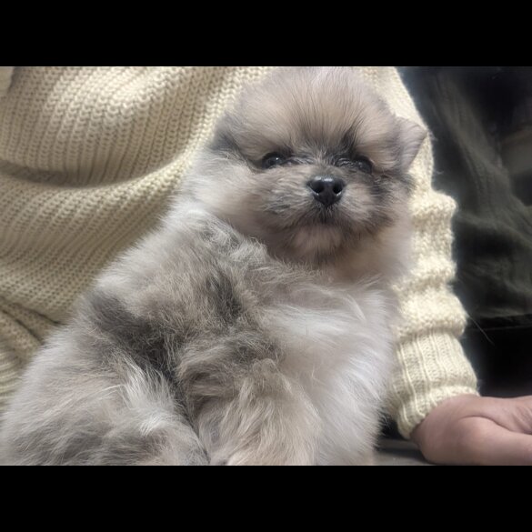 Pomeranian - Dogs