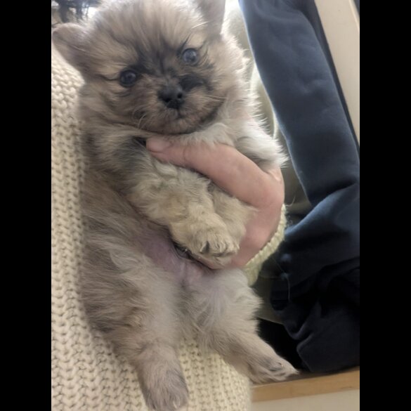 Pomeranian - Dogs
