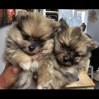 Pomeranian - Dogs
