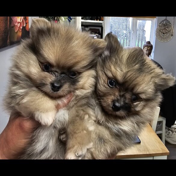 Pomeranian - Dogs