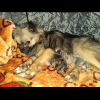Pomeranian - Dogs