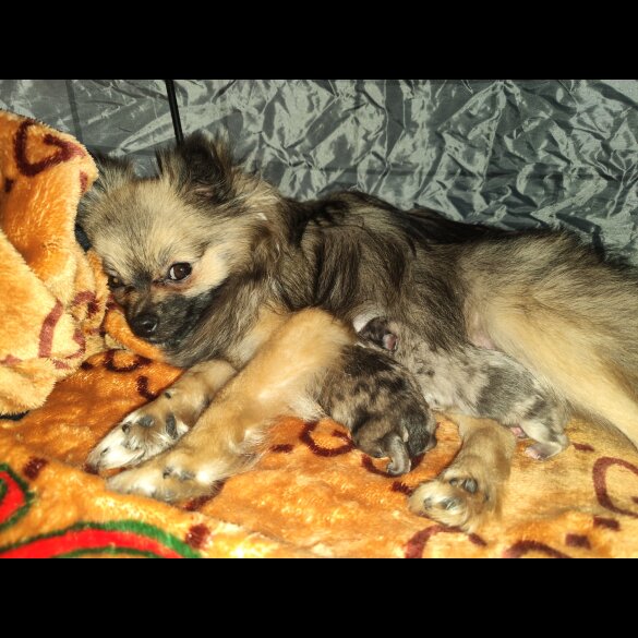 Pomeranian - Dogs