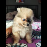 Pomeranian - Dogs