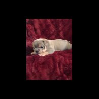 English Bulldog - Bitches
