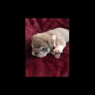 English Bulldog - Bitches