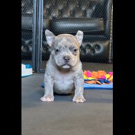 American Bulldog - Both