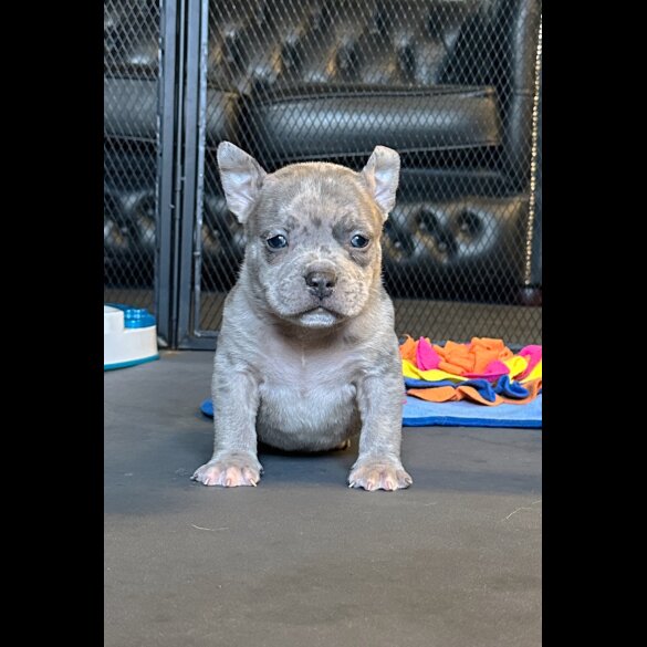 American Bulldog - Both