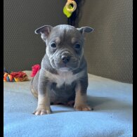 American Bulldog - Both