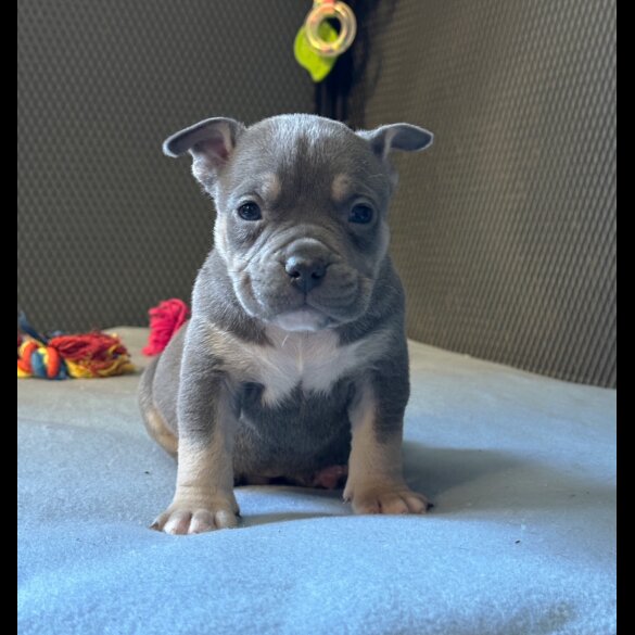 American Bulldog - Both