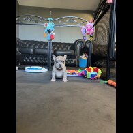 American Bulldog - Both