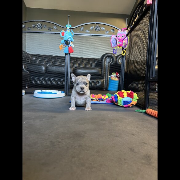 American Bulldog - Both