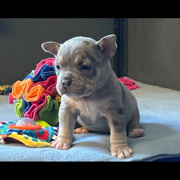American Bulldog - Both