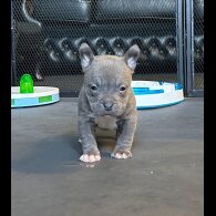 American Bulldog - Both