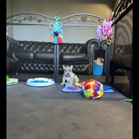 American Bulldog - Both