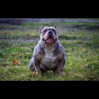 American Bulldog - Both