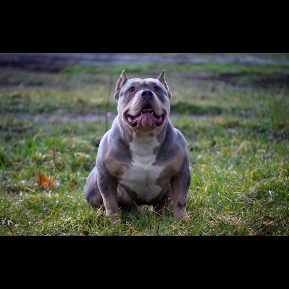 American Bulldog - Both