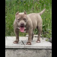 American Bulldog - Both