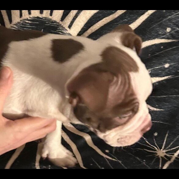 American Bulldog - Both