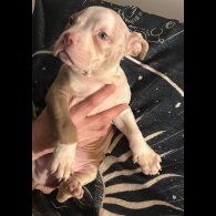 American Bulldog - Both
